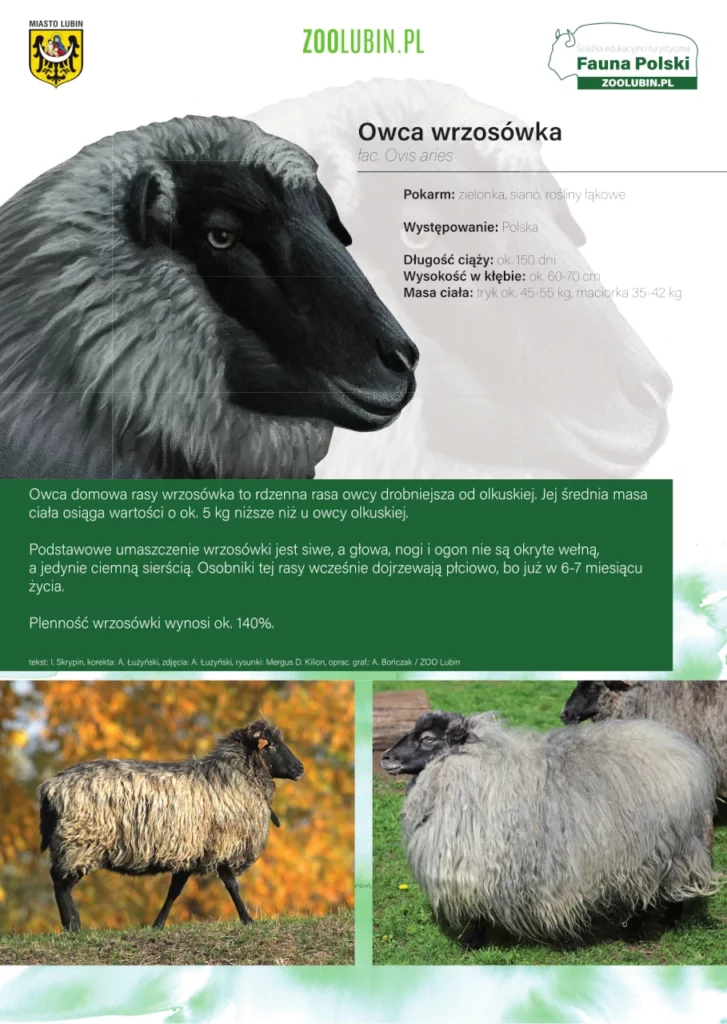 Owca wrzosówka - etykieta gatunkowa