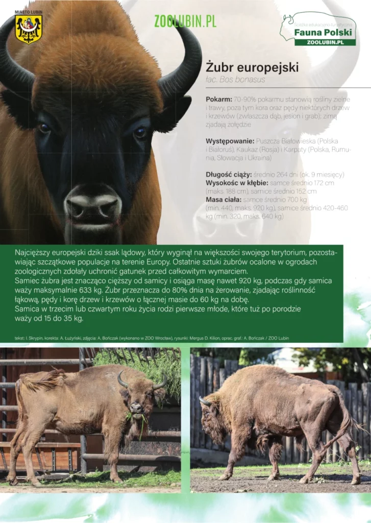 European bison - species label