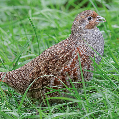 Kuropatwa - widok całego ptaka siedzącego w trawie
