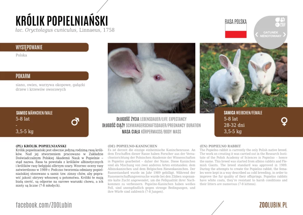 Popielno rabbit - species label