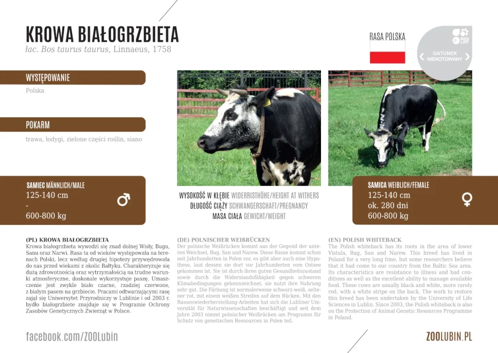 Krowa białogrzbieta - etykieta gatunkowa