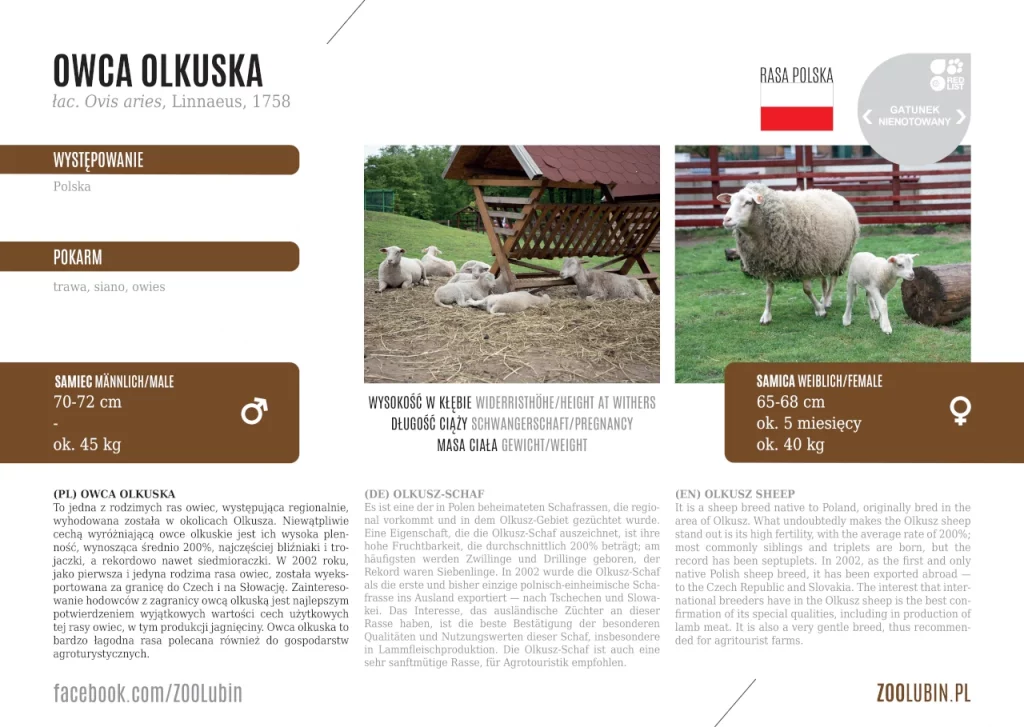Olkusz sheep - species label