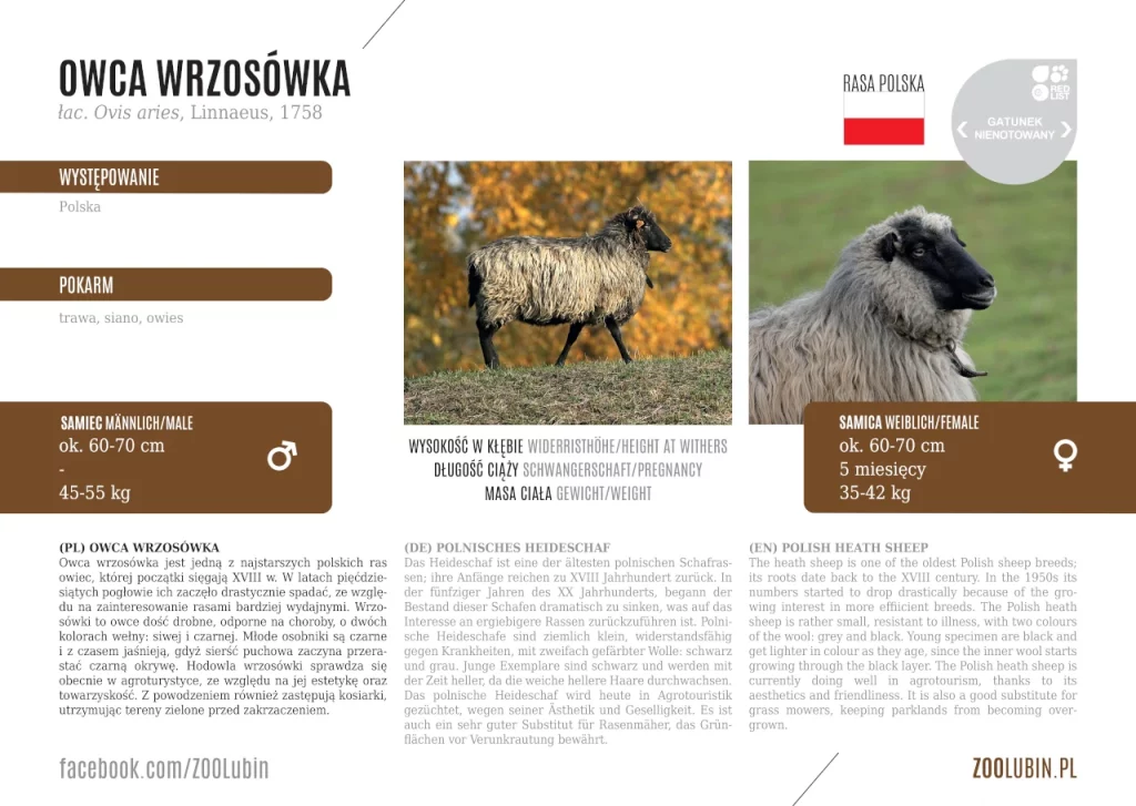 Polish heath sheep - species label