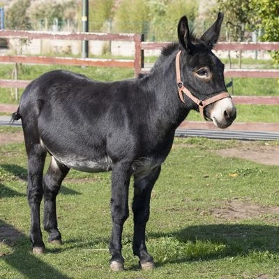 Donkey - whole animal view