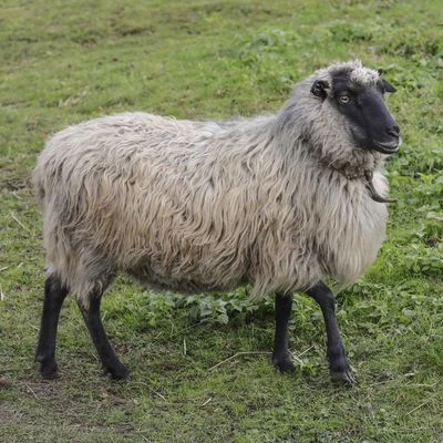 Owca wrzosówka - widok całego zwierzęcia stojącego na trawie