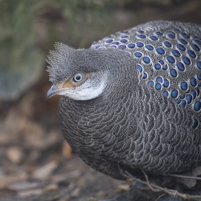 Grey peacock-pheasant - view of the bird's head