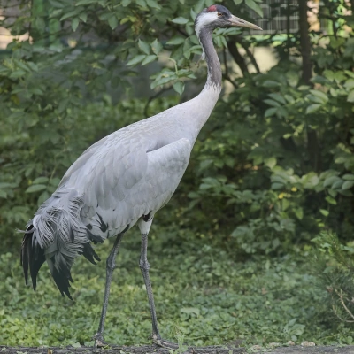 Common crane - whole bird view