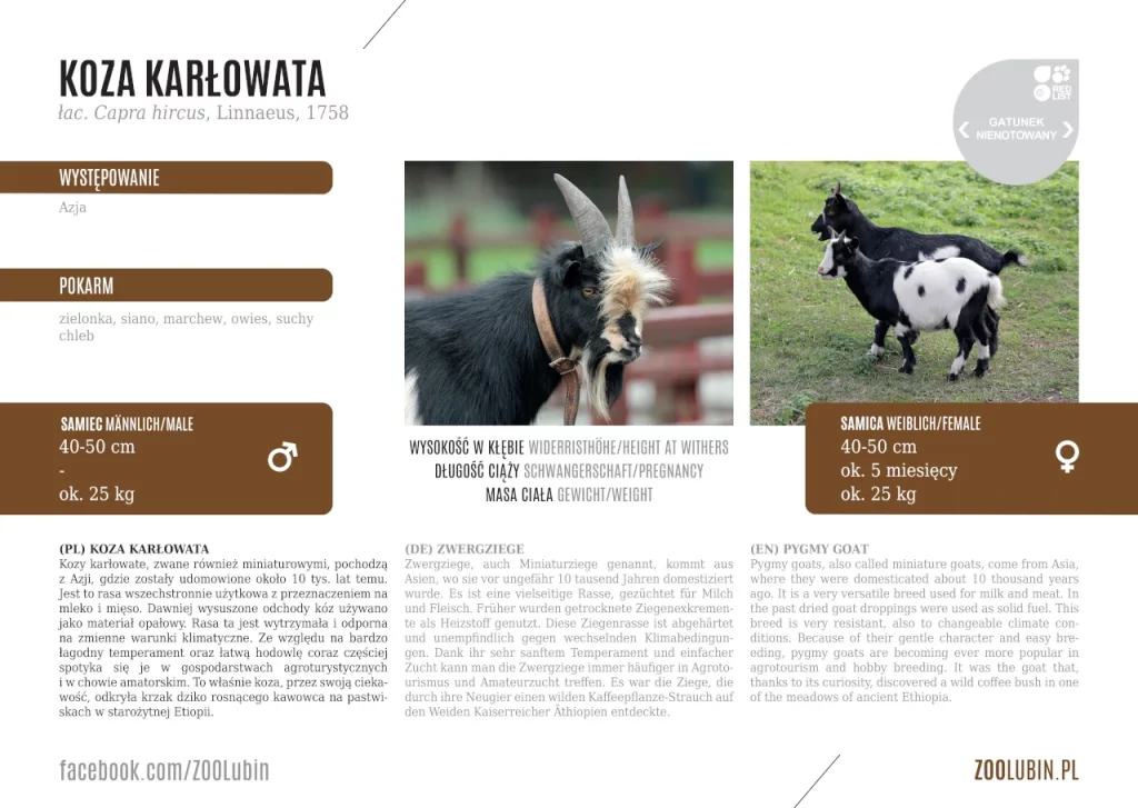 Pygmy goat - species label