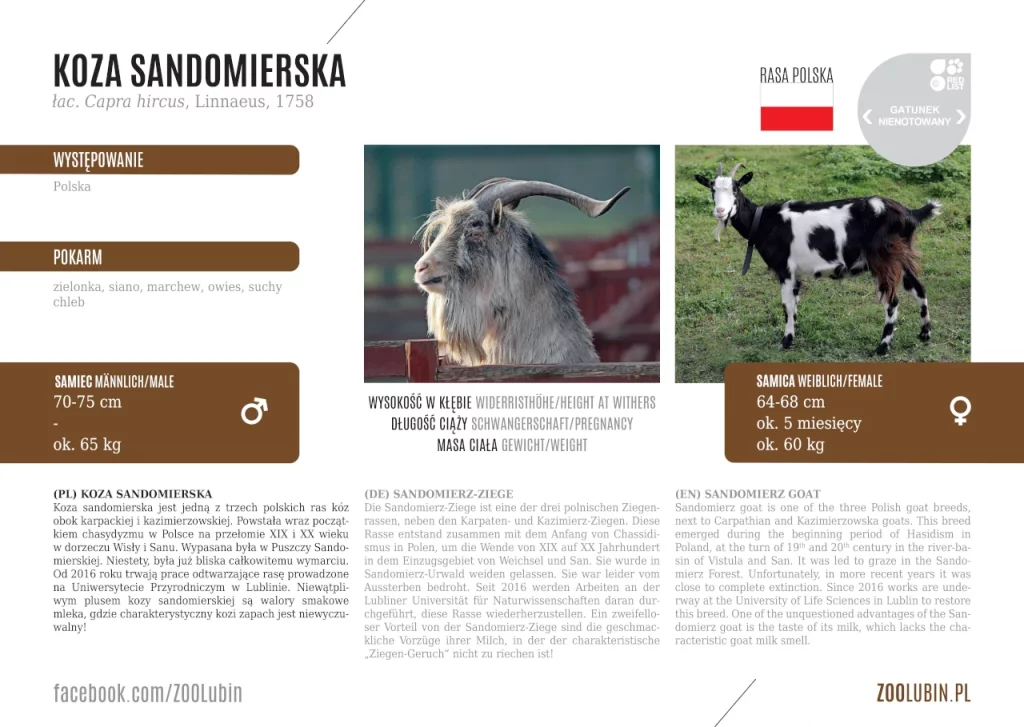 Sandomierz goat - species label