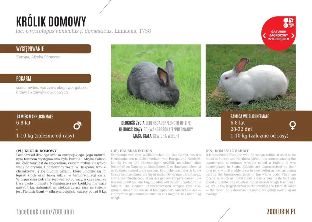 Domestic rabbit - species label