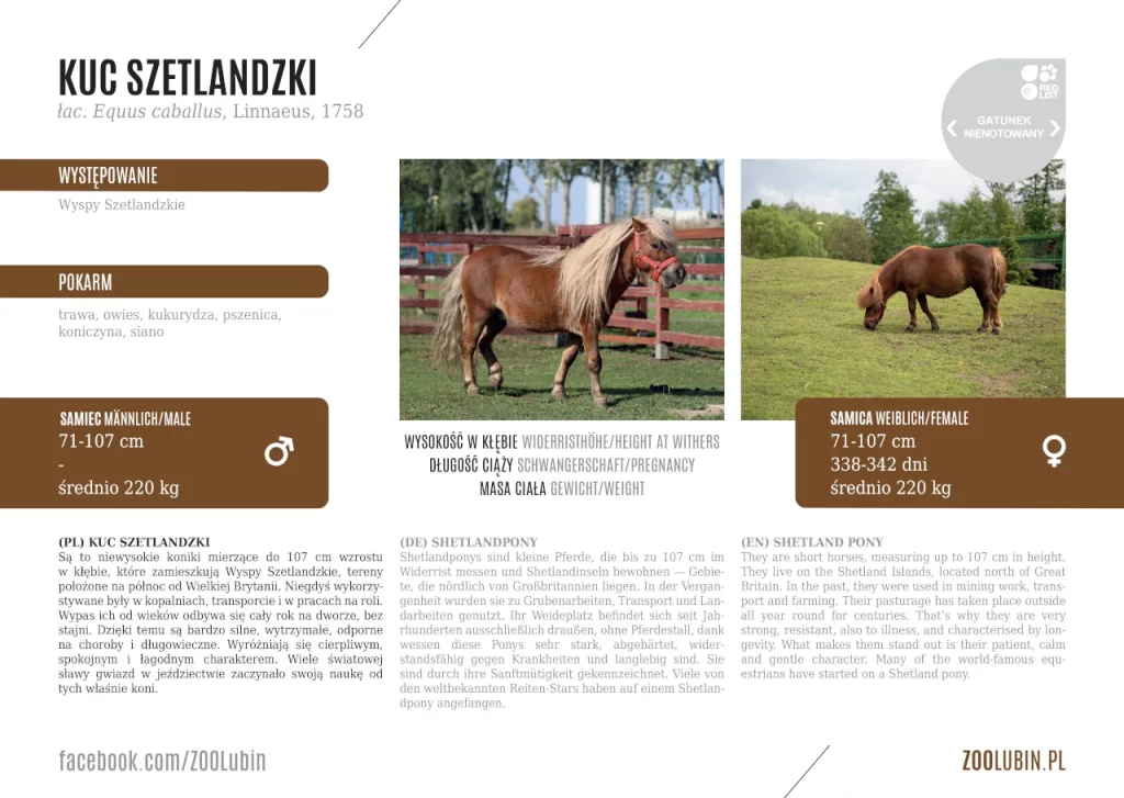 Shetland pony - species label
