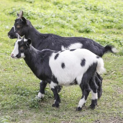 Koza karłowata - dwa osobniki chodzące po trawie