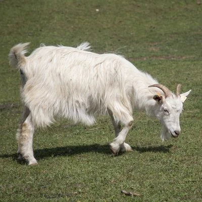 Carpathian goat - a view of the whole animal walking on the grass