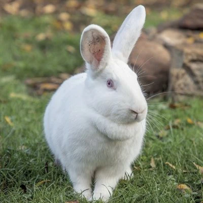 Popielno rabbit - a view of the whole animal sitting on the grass