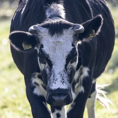 Krowa białogrzbieta - widok głowy zwierzęcia
