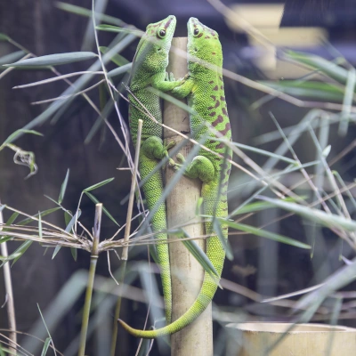 Madagascar giant day gecko - two individuals sitting side by side on a branch
