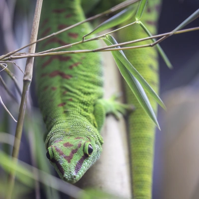 Madagascar giant day gecko - whole reptile view