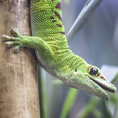 Madagascar giant day gecko - view of reptile's head