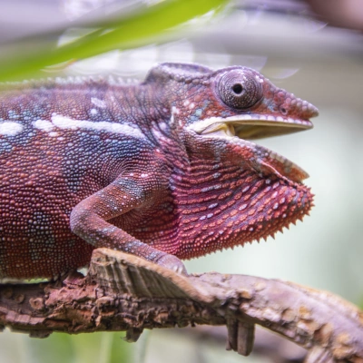 Panther chameleon - view of the reptile sitting on a branch
