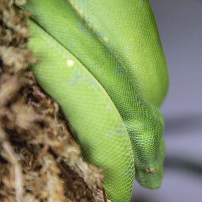 Green tree python - view of the reptile sitting on a branch