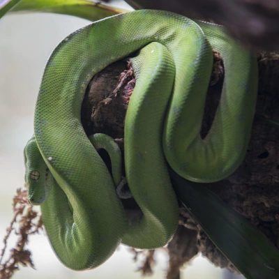 Green tree python - view of the reptile sitting on a branch