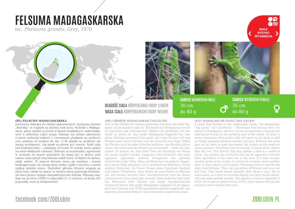 Felsuma Madagaskarska - etykieta gatunkowa