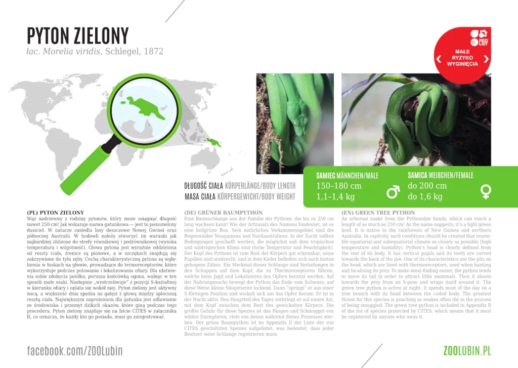 Green tree python - species label