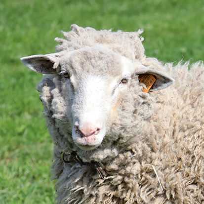 Owca olkuska - widok głowy zwierzęcia