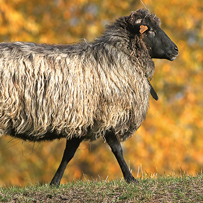 Owca wrzosówka - widok zwierzęcia przechadzającego się po trawie