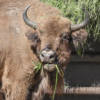 Żubr europejski - widok głowy zwierzęcia jedzącego trawę
