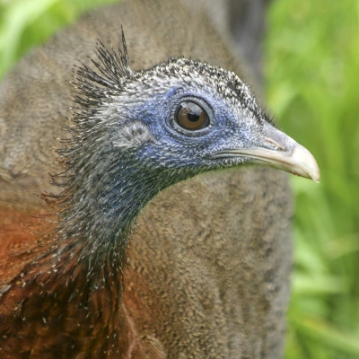 Argus Malajski - zbliżenie na głowę ptaka