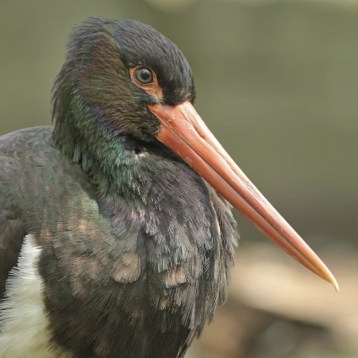Bocian Czarny - widok głowy ptaka