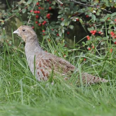 Kuropatwa - widok całego ptaka spacerującego po trawie