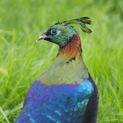 Olśniak himalajski - widok głowy ptaka
