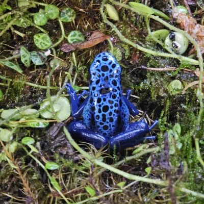 Blue poison dart frog - individual sitting in bushes