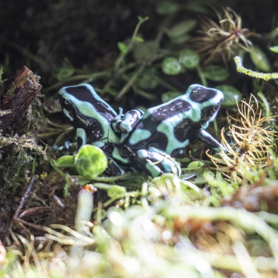 Green-and-black poison dart frog - two individuals sitting side by side