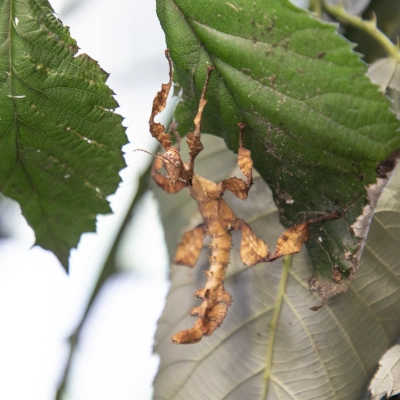 Spiny leaf insect - view of a whole insect sitting on a leaf