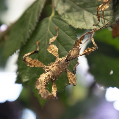 Straszyk australijski - widok całego owada siedzącego na liściu