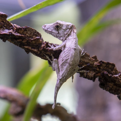 Anolis Brodaty - jaszczurka siedząca na gałęzi